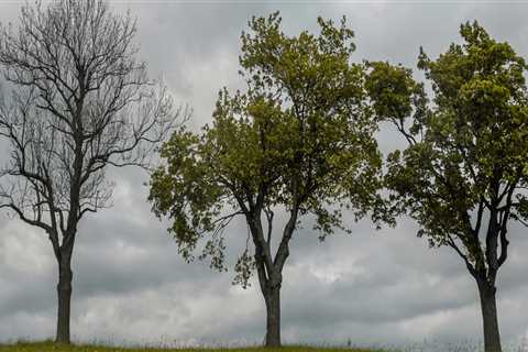 What time of year is best to cut down trees?