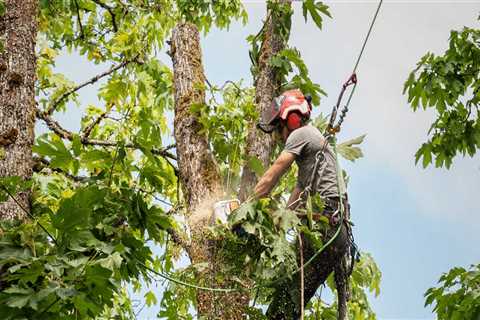 Why do they call it trimming the tree?