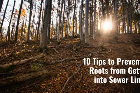 10 Tips to Prevent Tree Roots from Getting into Sewer Lines