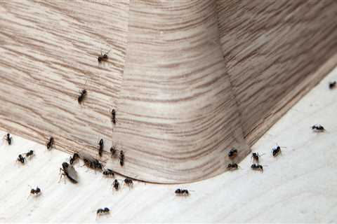 How to Detect and Control Common Indoor Pests