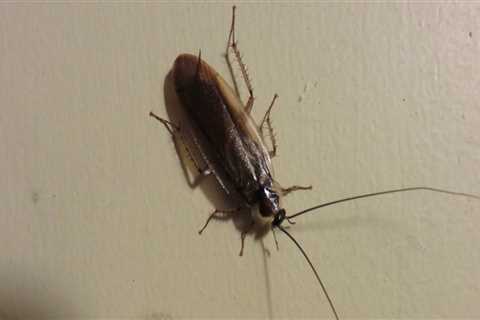 What to Do When You Find Multiple Types of Common Indoor Pests in Your Home