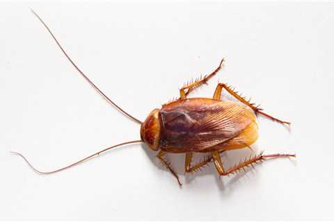 DIY Pest Control: What You Need to Know