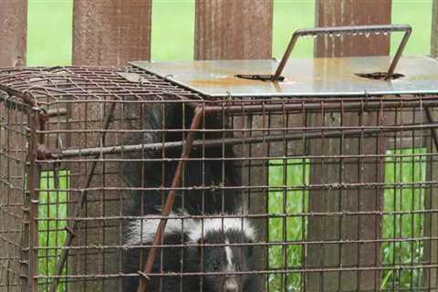 Are Wildlife Removal Services Safe for Your Family and Pets?