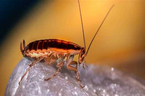 10 Best Tips and Tricks to Prevent Pest Infestation