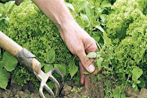 Organic Weed Control: How Farmers Manage Weeds without Chemicals