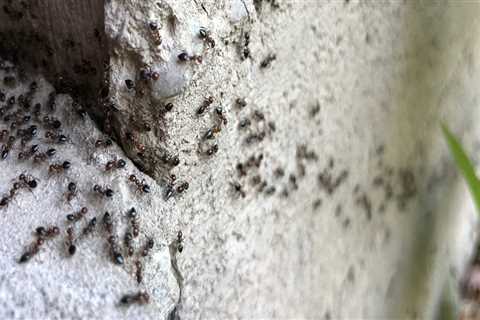 Can Pest Control Make It Worse? Expert Advice on Pest Control