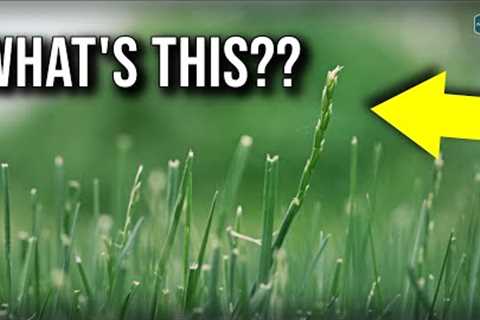 It's The WORST Time For Your Lawn...Here's Why!