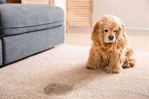 What Is The Best Way To Remove Dog Pee From A Carpet?