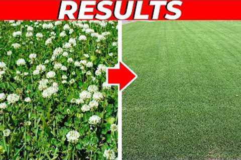 3 Weed Control Products to Kill Weeds Fast Without Killing the Grass