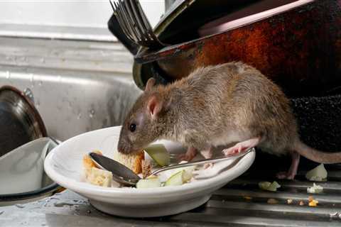 What is control of rodents?