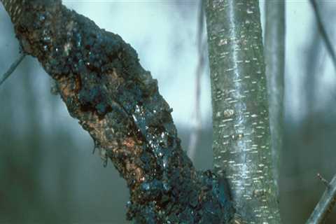 What is a diseased tree?