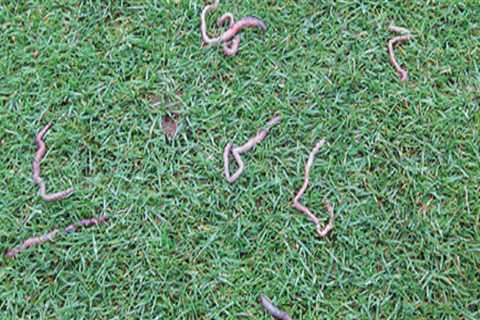 Do lawn insecticides kill earthworms?