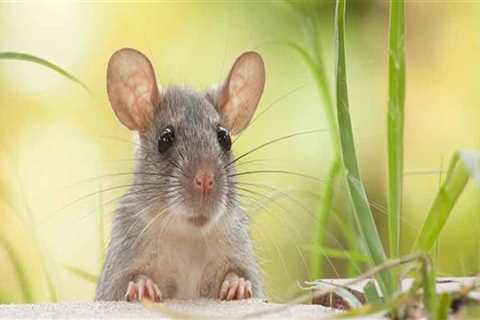 What is the best rodent deterrent?