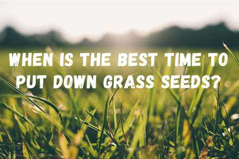 When Is The Best Time To Put Down Grass Seeds? Good and Bad For Each Season