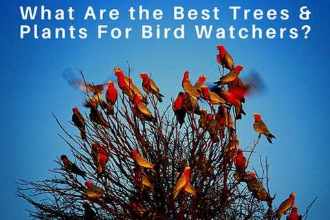 What Are The Best Trees & Plants For Bird Watchers?