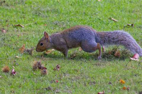 Protect Your Trees From Damage By Hiring A Professional Squirrel Removal Service In Houston