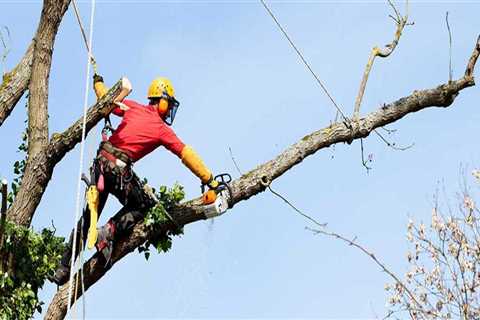 What is the Cost of Hiring a Professional Texas Arborist?