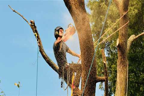 What Equipment Do Certified Texas Arborists Use to Trim Trees Safely and Efficiently?