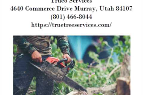 How Much Do Tree Services Cost?