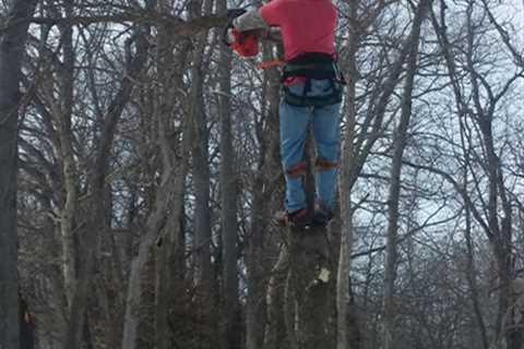 Tree Removal Georgetown	  