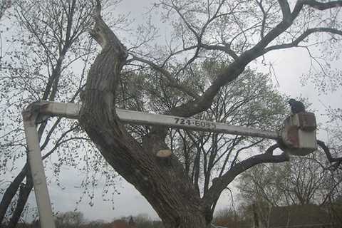 Tree Surgeon Worsley Hall