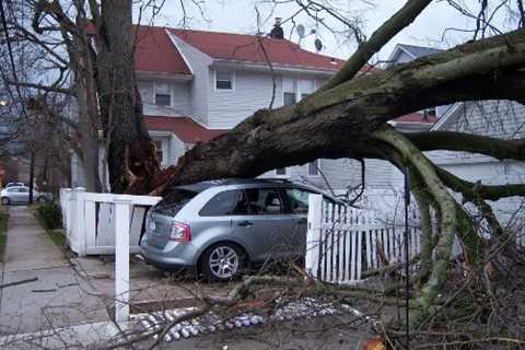 Westhoughton Tree Surgeons Residential And Commercial Tree Removal And Pruning Services