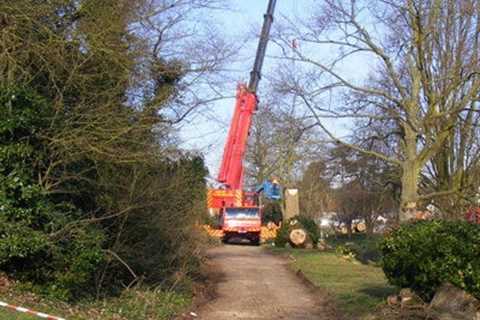 Tree Surgeon in Tunstead 24 Hour Emergency Tree Services Felling Dismantling & Removal