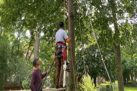 When is the Right Time to Cut Down a Tree?