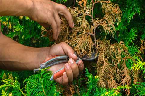 Is it OK to Prune Trees in Summer? An Expert's Perspective