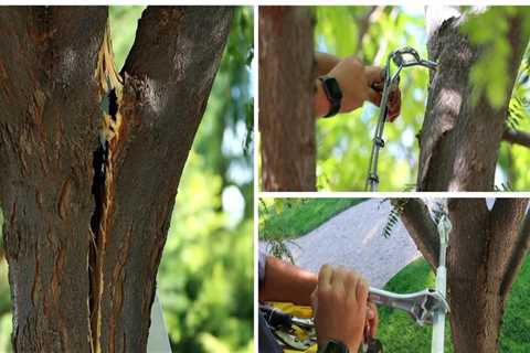 Can a broken tree trunk be saved?