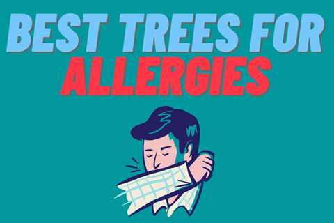 What are the best and worst trees for allergies? (2021 List)