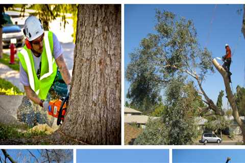 The Benefits of Responsible Tree Felling