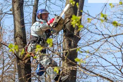 Arborist Tree Services