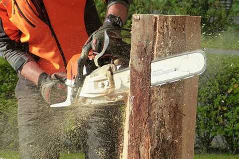 Tree Surgeons West End 24 Hour Emergency Tree Services Felling Removal And Dismantling