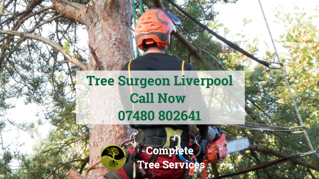 Tree Surgeon Lunts Heath