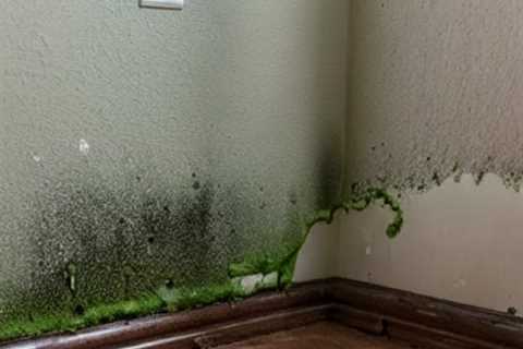 How Quickly Can Mold Grow From Water Damage