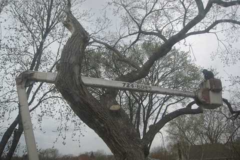 Hattersley Tree Surgeon 24-Hour Emergency Tree Services Felling Dismantling & Removal