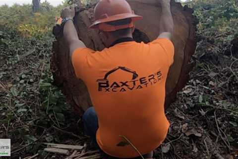 Standard post published to Baxter's Tree Service at July 14, 2023 16:02