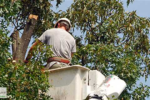 Standard post published to Baxter's Tree Service at July 15 2023 16:00