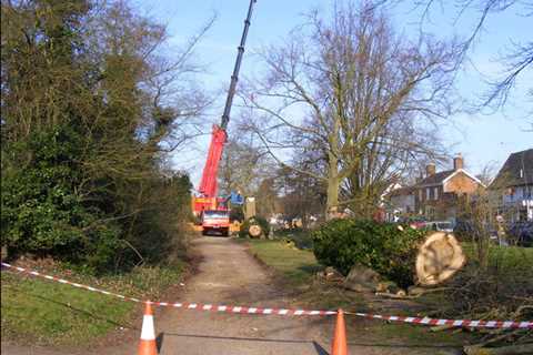 Mathern Tree Surgeons Tree Felling Dismantling & Removal across Mathern