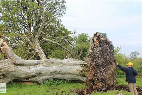 Standard post published to Baxter's Tree Service at July 20, 2023 16:01