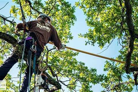 Standard post published to Baxter's Tree Service at July 27, 2023 16:00