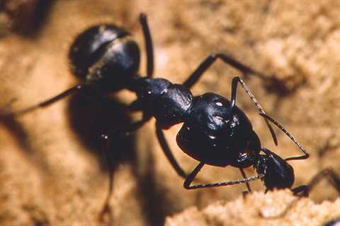 IPM for carpenter ants