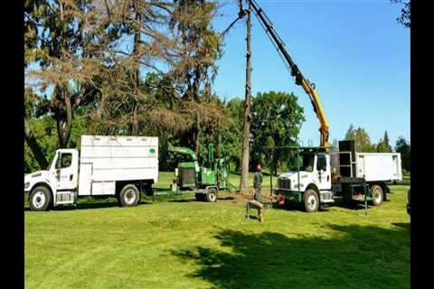 The Benefits Of Forestry Mulching: Paradise Valley's Go-to Professional Tree Service