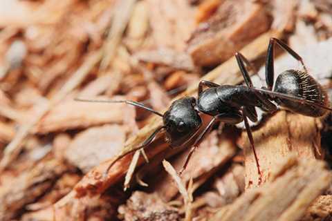 Get to know the carpenter ant