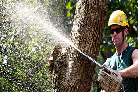 What Does an Arborist Do for a Living?