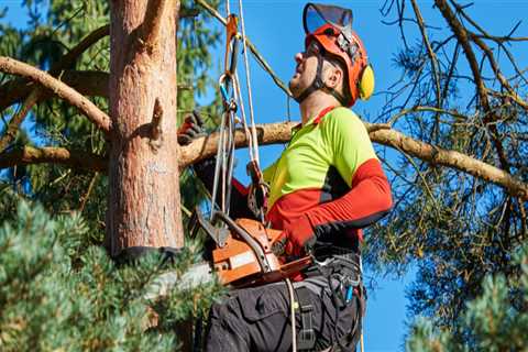 What Does an Arborist Do?