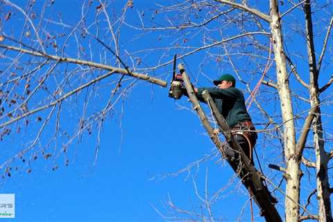 Standard post published to Baxter's Tree Service at August 01 2023 16:01