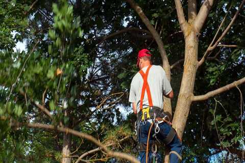 Are Arborists Licensed? A Comprehensive Guide