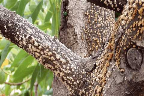 How does tree disease spread?